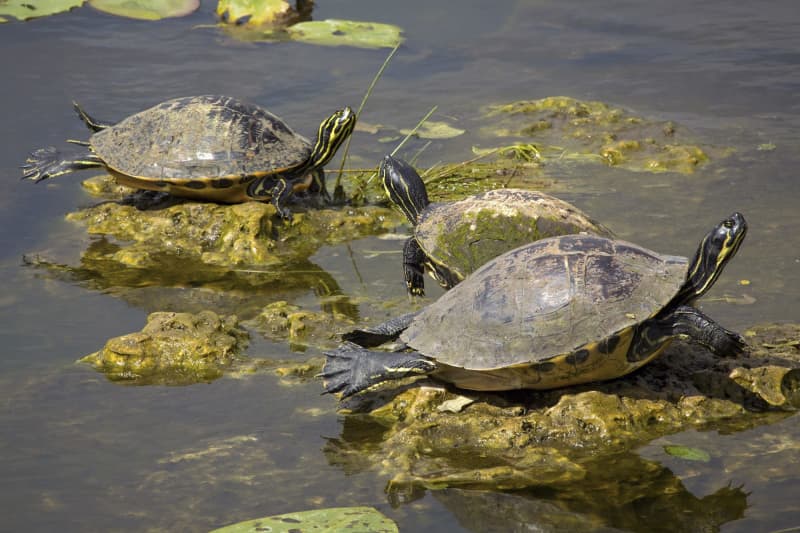 Florida S Freshwater Turtles Falling Prey To The International Black   244788 Origin 1 