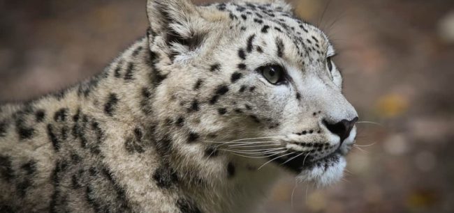 Many land animals ‘will go extinct’ in just two decades – The Moderate ...