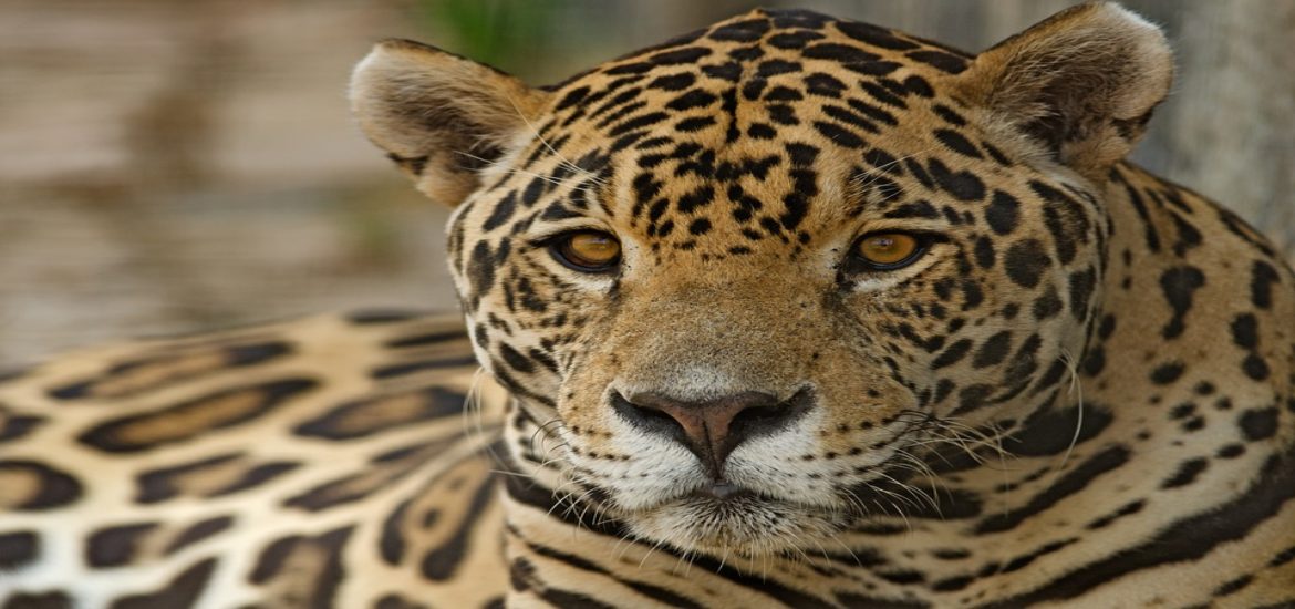 Jaguars are facing a grave new threat: Chinese medicine – The Moderate ...