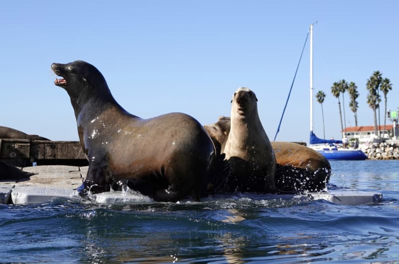 In Oceanside, California, the sea lions are winning – The Moderate Voice