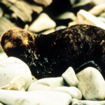 Sea otter in oil, Exxon Valdez