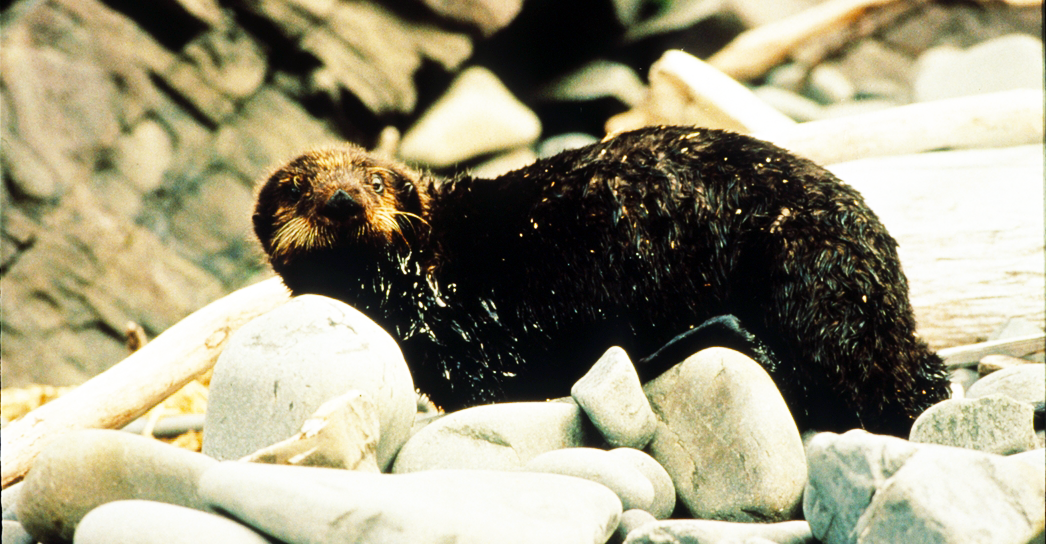 Sea otter in oil, Exxon Valdez