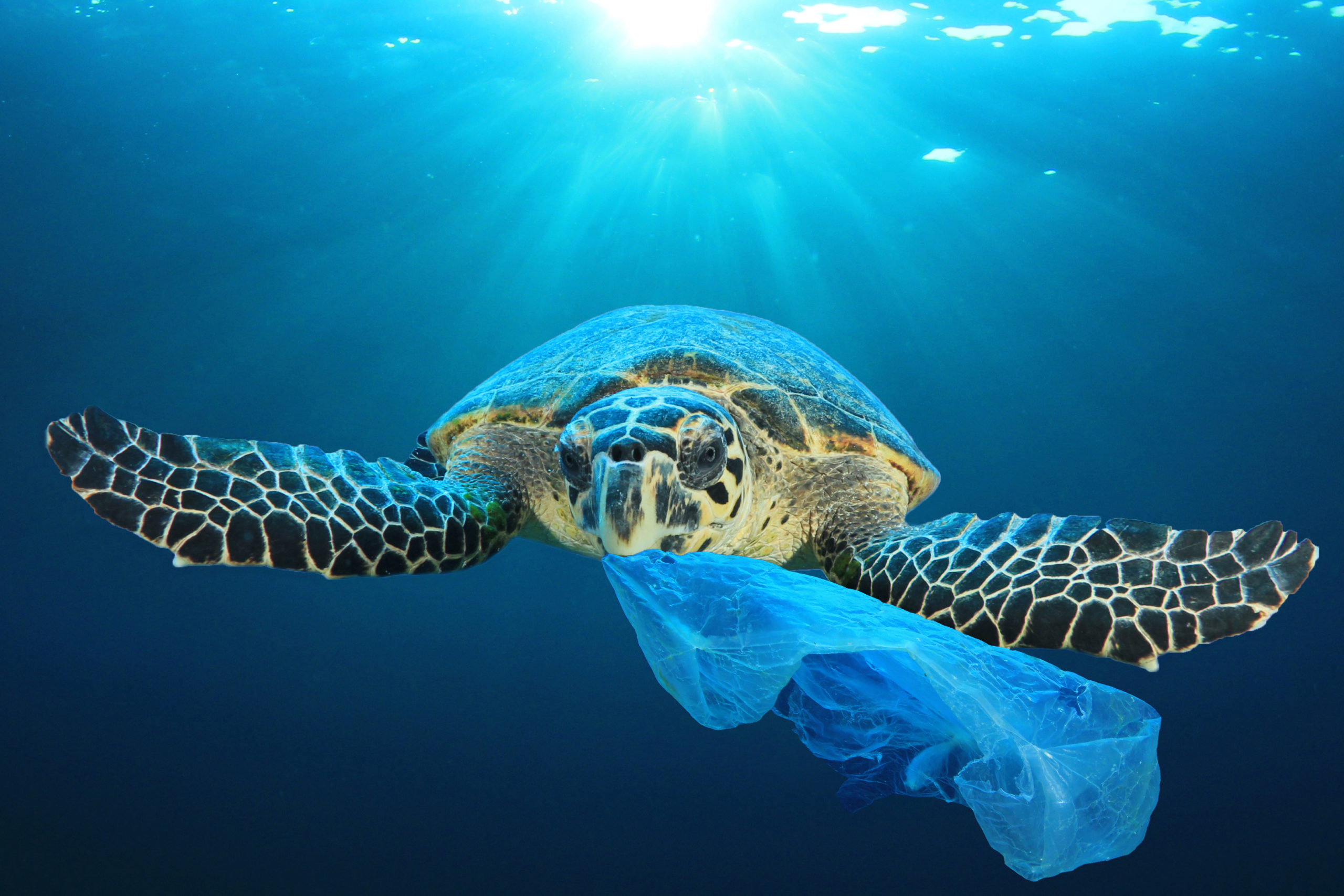 Turtle with plastic bag