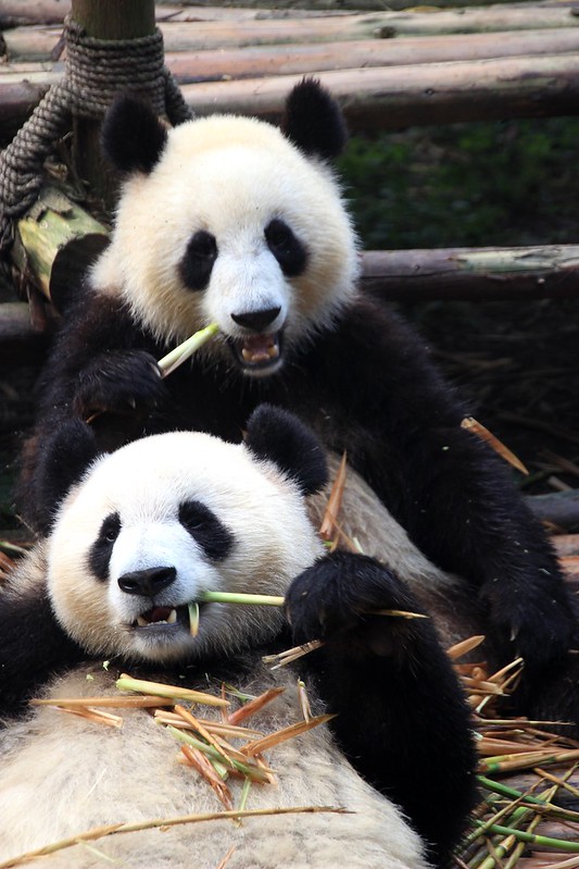 China Disputes Ruling on Giant Pandas, Says They Remain Endangered