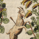 A goat with an arrow wound nibbles the medicinal herb dittany.