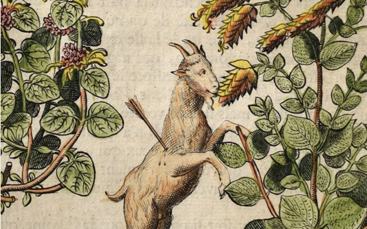 A goat with an arrow wound nibbles the medicinal herb dittany.