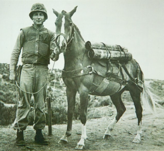 Staff Sergeant Reckless with her Marine caretaker at Camp Pendleton, Calif., in 1955.