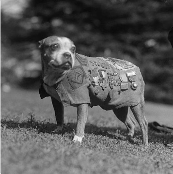 Army Sgt. Stubby