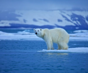 Trump and Climate Change