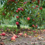 Unharvested apples