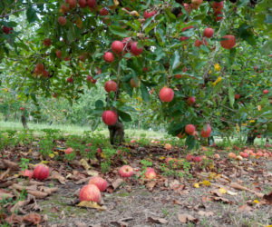 As US hunger rises, Trump administration’s ‘efficiency’ goals cause massive food waste