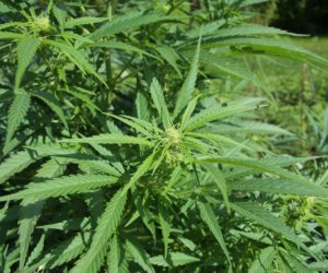 It was not a clean re-opening; the Senate has basically banned CBD products