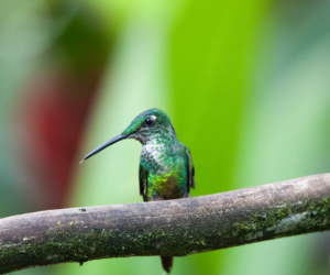 ‘Acoustic Value’ and the UNESCO World Heritage List